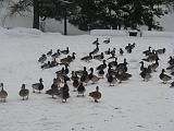 IMG_3464