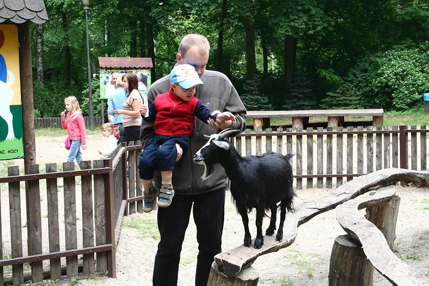 IMG_9929.JPG - Gościnne kozy w poznańskim Zoo